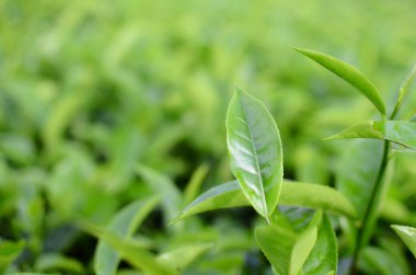 Bulanık arkaplanda taze çay yaprakları