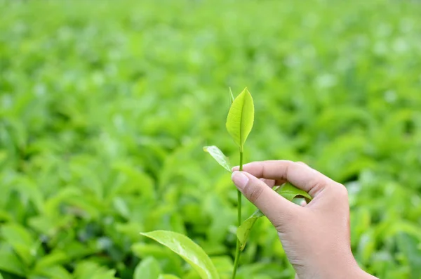Bulanık bir arkaplanda çay yaprakları seçmek