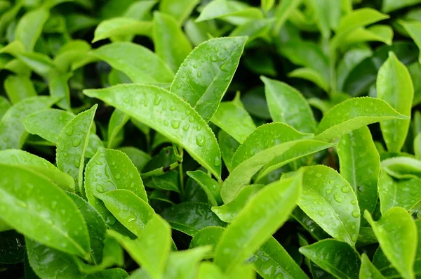 Su damlacıklarına maruz kalan çay yaprakları