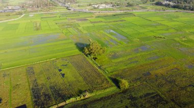 Sel basmış pirinç tarlalarının hava manzarası