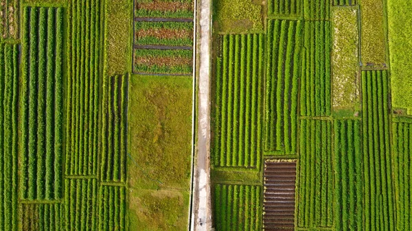 Vue Aérienne Des Rizières Avec Une Route Fonte Milieu — Photo