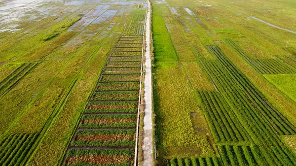 Yogyakarta 'nın güneyindeki pirinç tarlalarının hava manzarası.