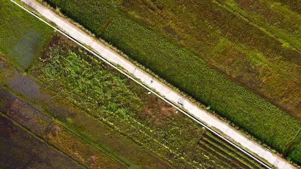 Vue Dessus Des Rizières Avec Une Route Fonte Milieu — Photo