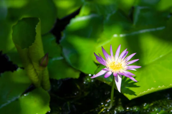 Nilüfer yaprağında güzel pembe nilüfer çiçeği