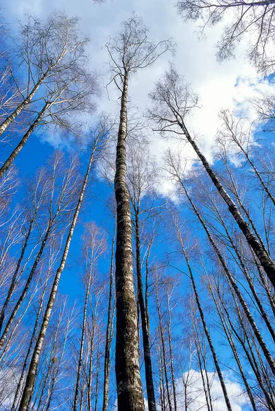 view of the birch trees from below. picture of the beautiful birch trees against the bright blue sky with white clouds. birches in the forest