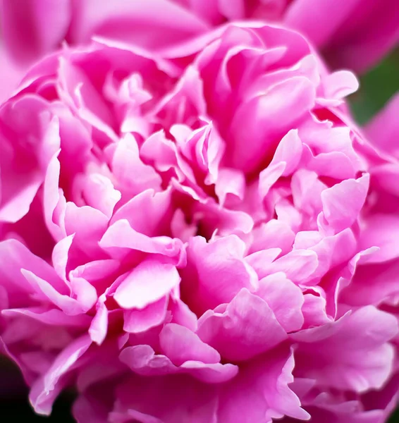 芬芳的花朵 浓郁的牡丹特写 柔和的焦点 精致的植物背景 新鲜粉红牡丹 — 图库照片