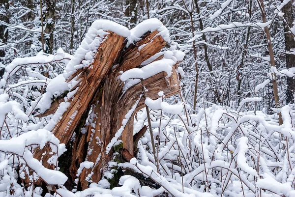 Primer Plano Árbol Roto Bosque Invierno Medio Ambiente Está Cubierto —  Fotos de Stock