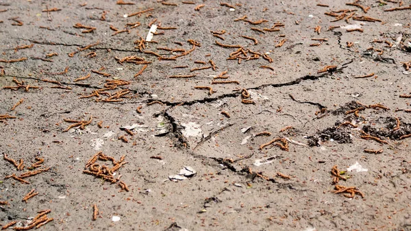 池の中で干した泥 風景です 地球の地殻変動 地球の生態系の大災害 植物や動物の死 乾燥した土壌の劣化における土壌乾燥亀裂 — ストック写真