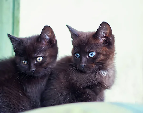 Dois Pequenos Gatinhos Pretos Sentam Juntos Casa Lindos Gatinhos Bonitos — Fotografia de Stock