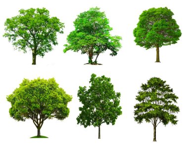  Beyaz zemin üzerinde farklı katmanlar halinde yeşil dalları olan ağaçların tasviri.