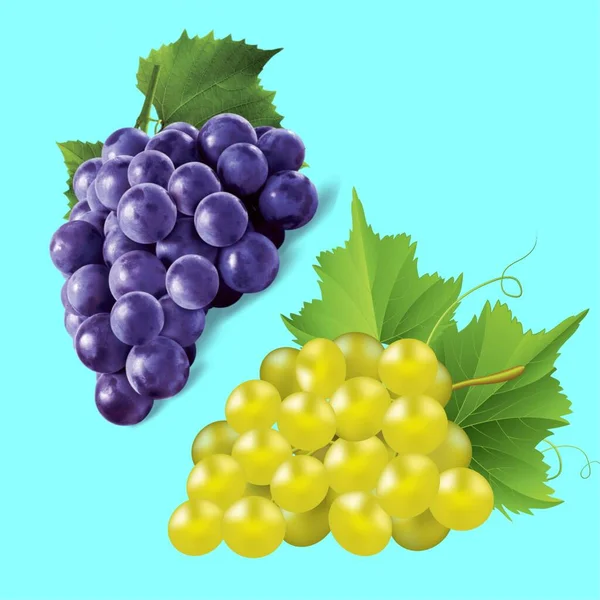 Afbeelding Van Twee Trossen Rode Groene Druiven Een Blauwgroene Achtergrond — Stockfoto