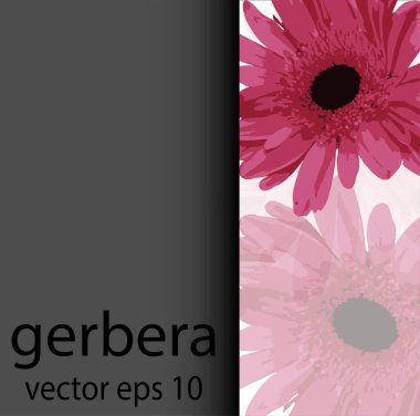 Beyaz ve gri arka planda Pembe Gerbera Daisy. Kartvizit, afiş, poster, şablon. Mesaj için yer alan bir arka plan. Stok vektörü.