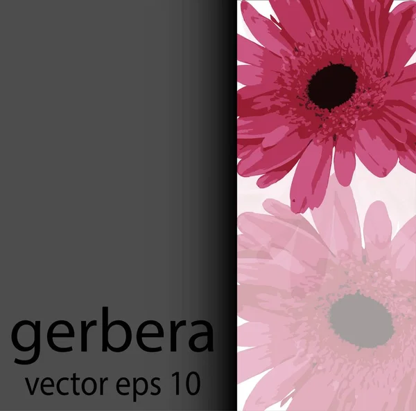 Beyaz ve gri arka planda Pembe Gerbera Daisy. Kartvizit, afiş, poster, şablon. Mesaj için yer alan bir arka plan. Stok vektörü.