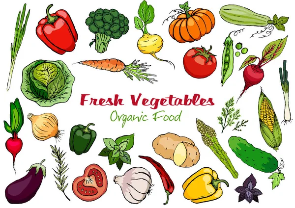Ώριμα Φρέσκα Λαχανικά Αρωματικά Βότανα Λευκό Φόντο Συλλογή Τροφίμων Διάνυσμα — Διανυσματικό Αρχείο