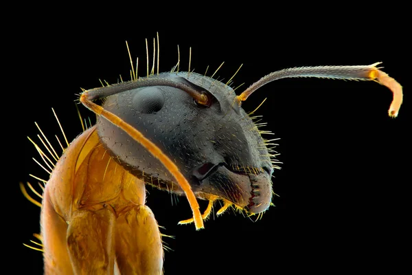 Ameisen Extreme Nahaufnahme Makrofotografie — Stockfoto