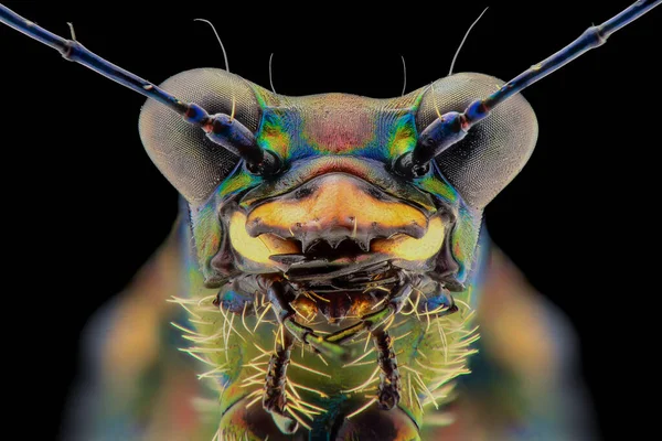 Tiger Beetle Extreme Closeup Macro Photograpy — Stock Photo, Image