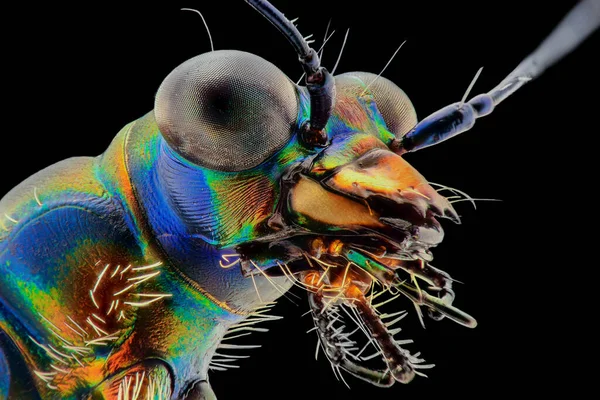 Tiger Beetle Extreme Closeup Macro Photograpy — Stock Photo, Image