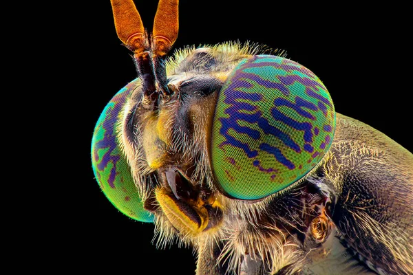 Solidier Fly Extreme Close Macro Photograpy — стоковое фото