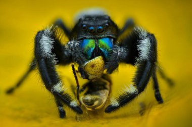 Tropikal bahçede yaprak üzerinde örümcek avı 