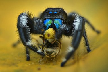 Tropikal bahçede yaprak üzerinde örümcek avı 