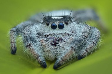 Tropikal bahçede yaprağın üzerindeki örümcek 