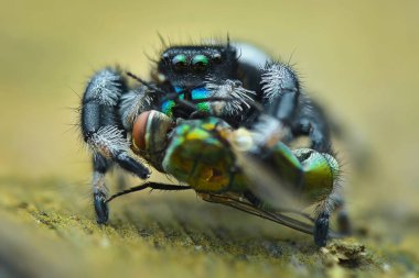 Yaprağın üzerinde zıplayan örümcek avı, makro fotoğraf. 