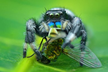 Zıplayan örümcek aşırı yakın plan, Makro fotoğraf. 