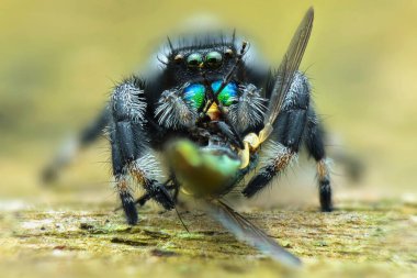Zıplayan örümcek aşırı yakın plan, Makro fotoğraf. 
