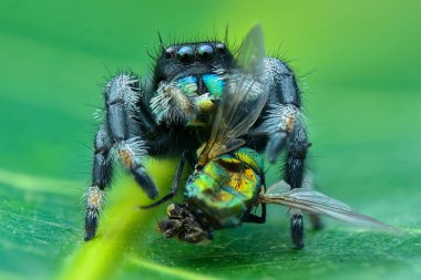 Zıplayan örümcek aşırı yakın plan, Makro fotoğraf. 