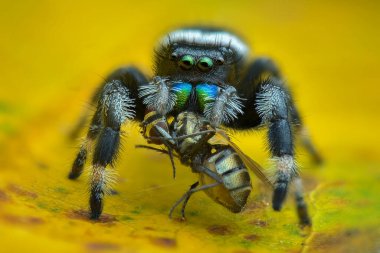 Zıplayan örümcek aşırı yakın plan, Makro fotoğraf. 