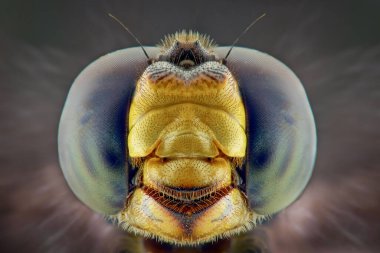 Yusufçuklar aşırı yakın çekim, Makro fotoğrafçılık 