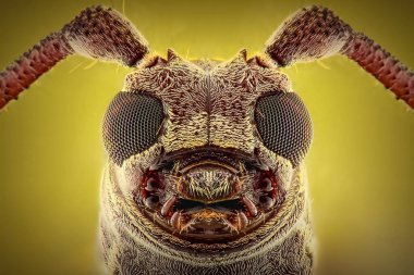 Longhorn Beetle aşırı yakın çekim, Makro fotoğrafçılık 