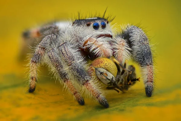 Pavouk Kořist Listu Tropické Zahradě — Stock fotografie