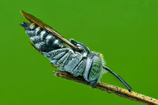 Biene Schläft Auf Einem Zweig Tropischen Garten — Stockfoto