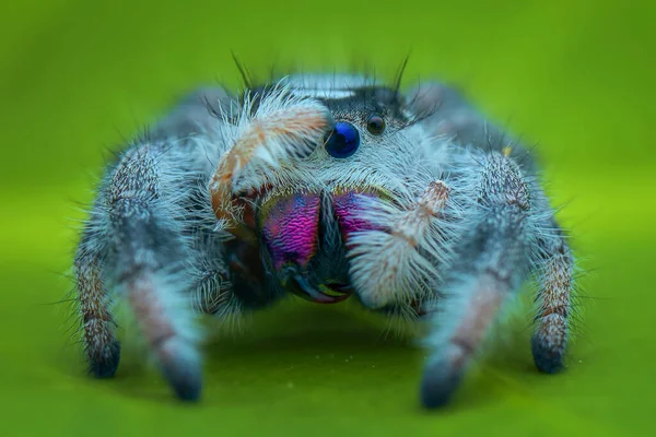 Araignée Sur Une Feuille Dans Jardin Tropical — Photo