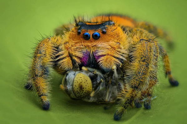 Spider Prey Leaf Tropical Garden — Stock Photo, Image