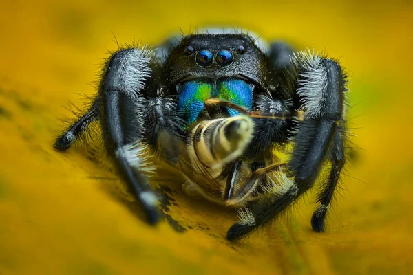 Spider Prey Leaf Tropical Garden — Stock Photo, Image