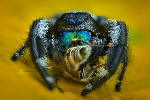 Aranha Presa Uma Folha Jardim Tropical — Fotografia de Stock