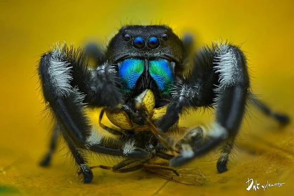 熱帯の庭の葉の上のクモの獲物 — ストック写真