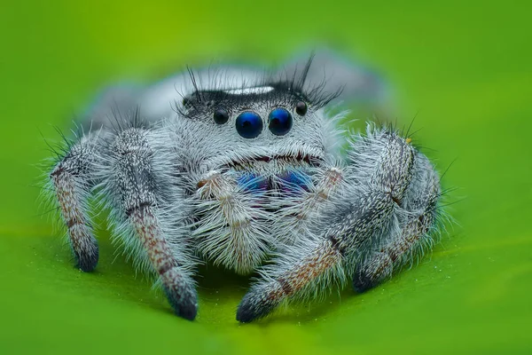 Araña Una Hoja Jardín Tropical — Foto de Stock