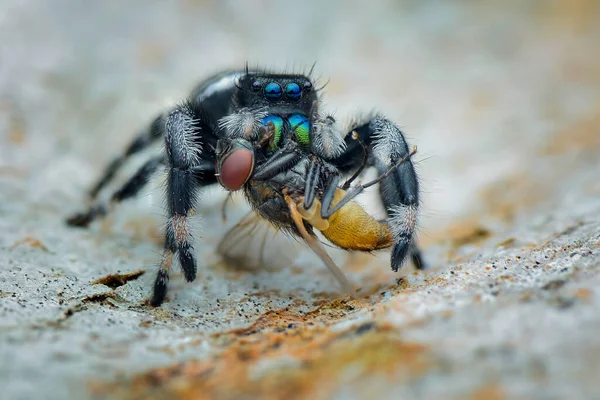 Hoppande Spindel Byte Ett Löv Makro Fotografi — Stockfoto