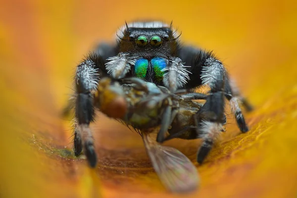 葉の上でクモの獲物をジャンプ マクロ写真 — ストック写真