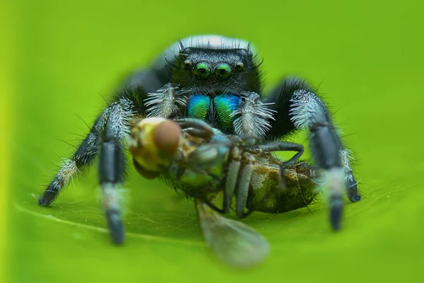 Jumping Spider Prey Leaf Macro Photography — Stock Photo, Image