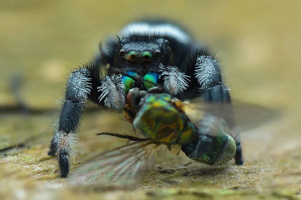 Saltando Presa Aranha Uma Folha Macrofotografia — Fotografia de Stock