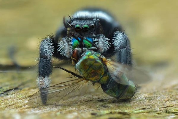 Jumping Spider Extreme Close Macro Photography — Stock Photo, Image