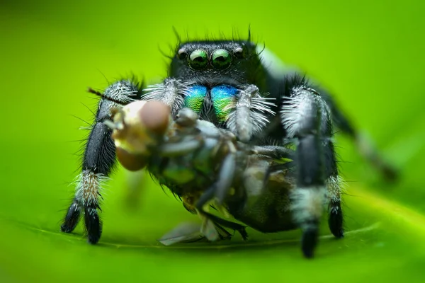 Jumping Spider Extreme Close Macro Photography — Stock Photo, Image