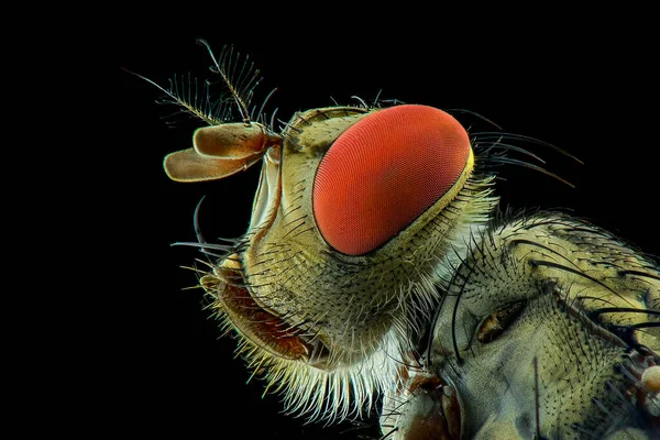 Moscas Domésticas Primer Plano Extremo Macro Fotografía — Foto de Stock