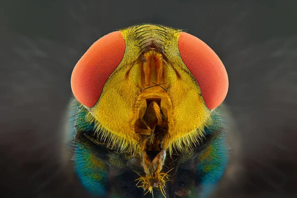 Domowe Muchy Ekstremalne Zbliżenie Makro Fotografia — Zdjęcie stockowe