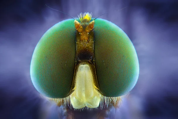 Soldierflies Extreme Close Macro Photography — стоковое фото