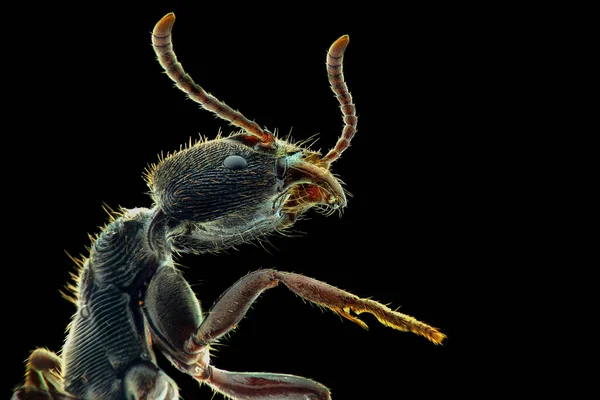 Karıncalar aşırı yakın çekim, Makro fotoğrafçılık 